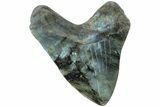 Realistic, 7.4" Carved Labradorite Megalodon Tooth - Replica - #202080-2